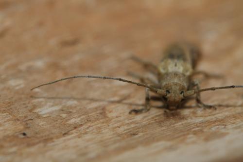 Réf. 323 049 : Niphona furcata